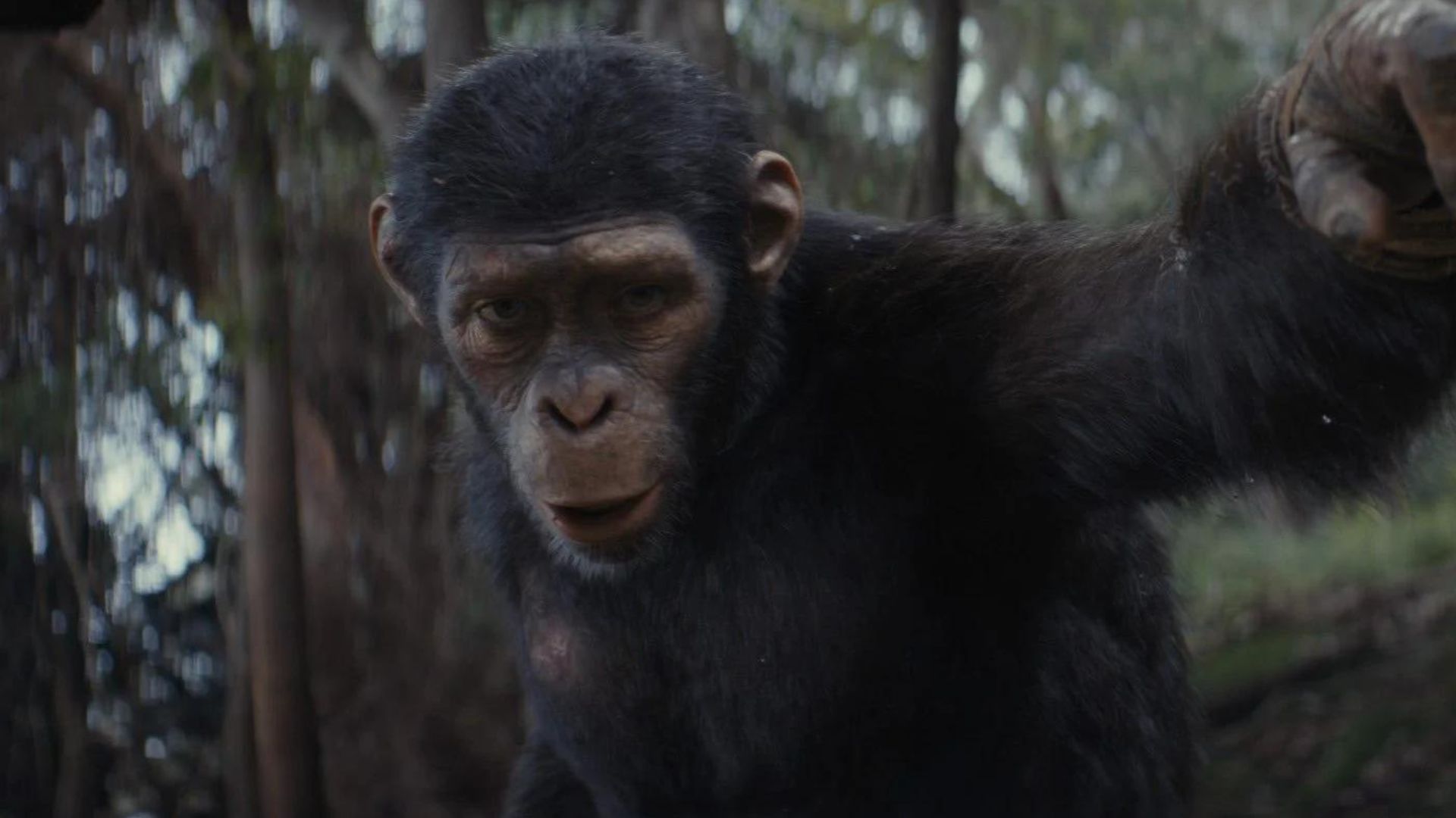 Novo teaser de Planeta dos Macacos: O Reinado é divulgado