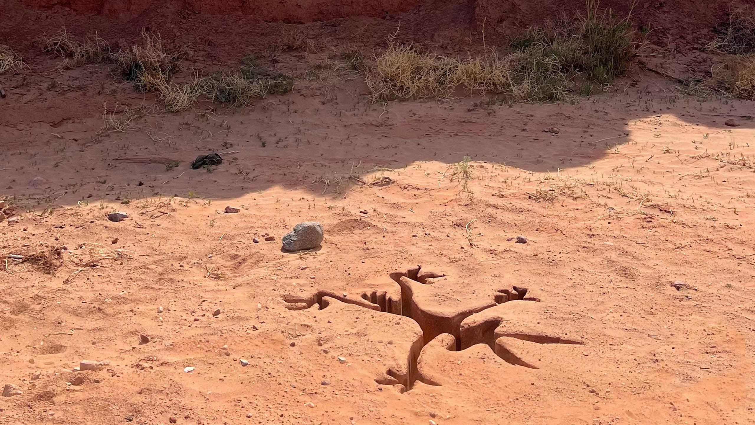 Coyote vs. ACME